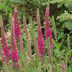 Rozrazil klasnatý 'Rosenrot' - Veronica spicata 'Rosenrot'