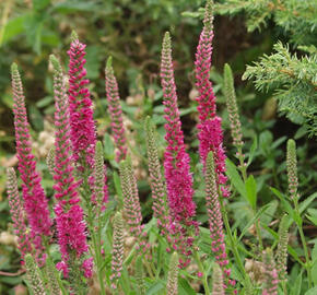 Rozrazil klasnatý 'Rosenrot' - Veronica spicata 'Rosenrot'