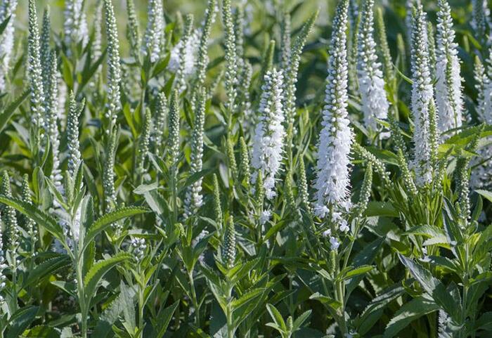 Rozrazil klasnatý 'Alba' - Veronica spicata 'Alba'