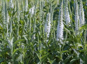 Rozrazil klasnatý 'Alba' - Veronica spicata 'Alba'