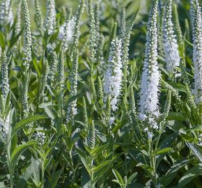 Rozrazil klasnatý 'Alba' - Veronica spicata 'Alba'