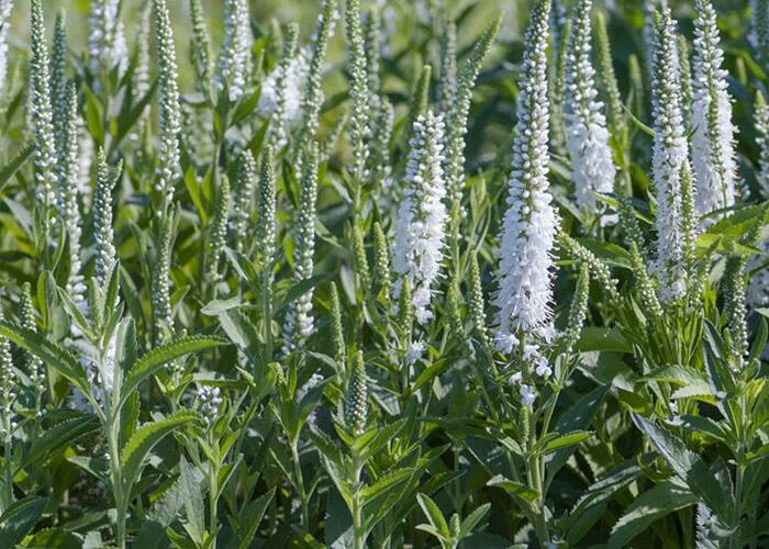 Rozrazil klasnatý 'Alba' - Veronica spicata 'Alba'