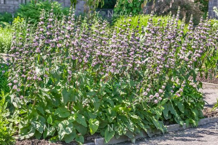 Sápa hlíznatá 'Bronze Flamingo' - Phlomis tuberosa 'Bronze Flamingo'