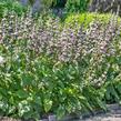 Sápa hlíznatá 'Bronze Flamingo' - Phlomis tuberosa 'Bronze Flamingo'