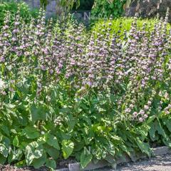 Sápa hlíznatá 'Bronze Flamingo' - Phlomis tuberosa 'Bronze Flamingo'