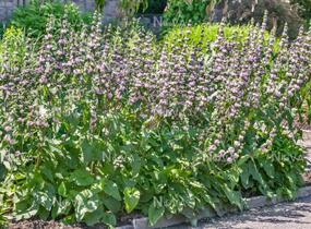 Sápa hlíznatá 'Bronze Flamingo' - Phlomis tuberosa 'Bronze Flamingo'