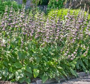 Sápa hlíznatá 'Bronze Flamingo' - Phlomis tuberosa 'Bronze Flamingo'