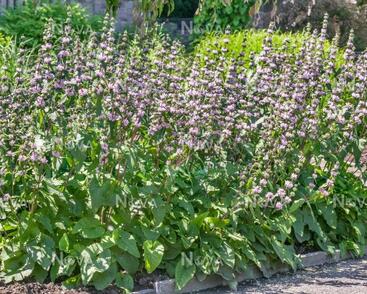 Sápa hlíznatá 'Bronze Flamingo'