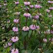 Sápa hlíznatá 'Bronze Flamingo' - Phlomis tuberosa 'Bronze Flamingo'