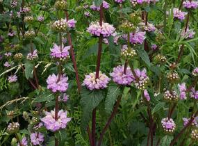 Sápa hlíznatá 'Bronze Flamingo' - Phlomis tuberosa 'Bronze Flamingo'