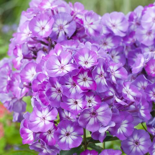 Plamenka latnatá 'Junior Dazzle' - Phlox paniculata 'Junior Dazzle'