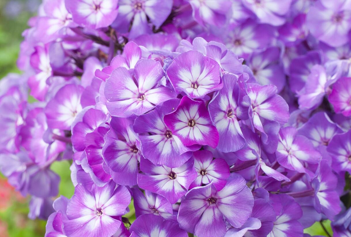Plamenka latnatá 'Junior Dazzle' - Phlox paniculata 'Junior Dazzle'