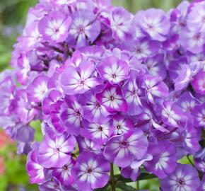 Plamenka latnatá 'Junior Dazzle' - Phlox paniculata 'Junior Dazzle'