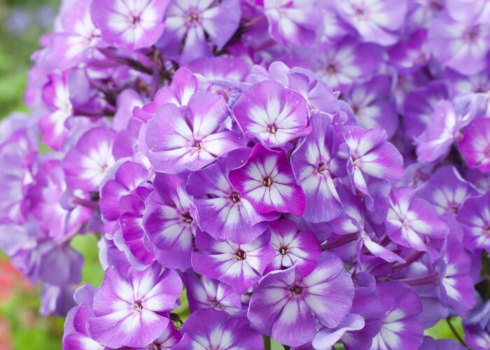 Plamenka latnatá 'Junior Dazzle' - Phlox paniculata 'Junior Dazzle'