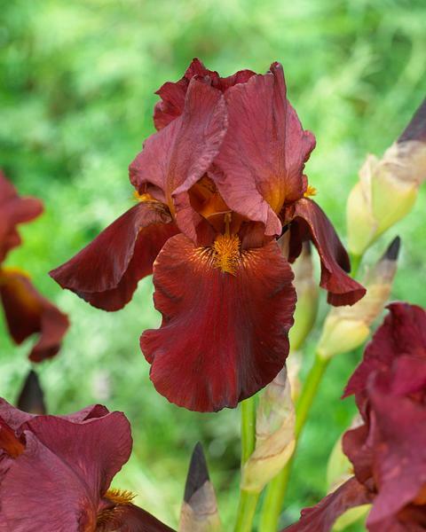 Kosatec německý 'Red Zinger' - Iris barbata-elatior 'Red Zinger'