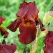 Kosatec německý 'Red Zinger' - Iris barbata-elatior 'Red Zinger'