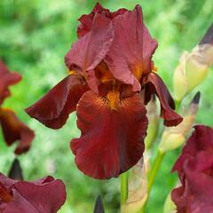 Kosatec německý 'Red Zinger' - Iris barbata-elatior 'Red Zinger'