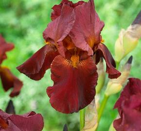 Kosatec německý 'Red Zinger' - Iris barbata-elatior 'Red Zinger'