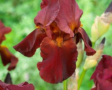 Kosatec německý 'Red Zinger'