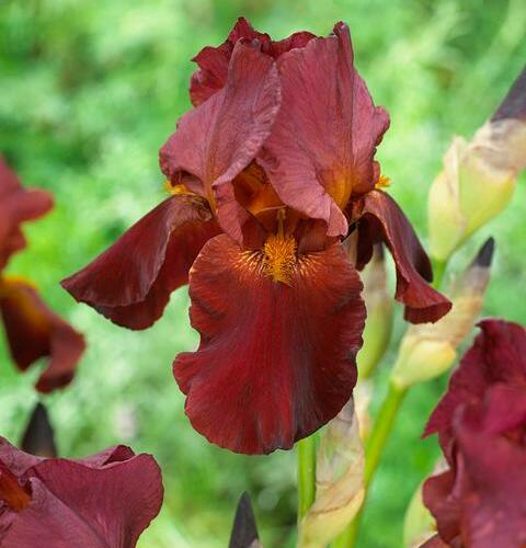 Kosatec německý 'Red Zinger' - Iris barbata-elatior 'Red Zinger'