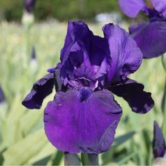 Kosatec německý 'Al Segno' - Iris barbata-elatior 'Al Segno'