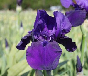 Kosatec německý 'Al Segno' - Iris barbata-elatior 'Al Segno'