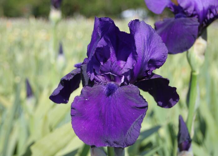 Kosatec německý 'Al Segno' - Iris barbata-elatior 'Al Segno'