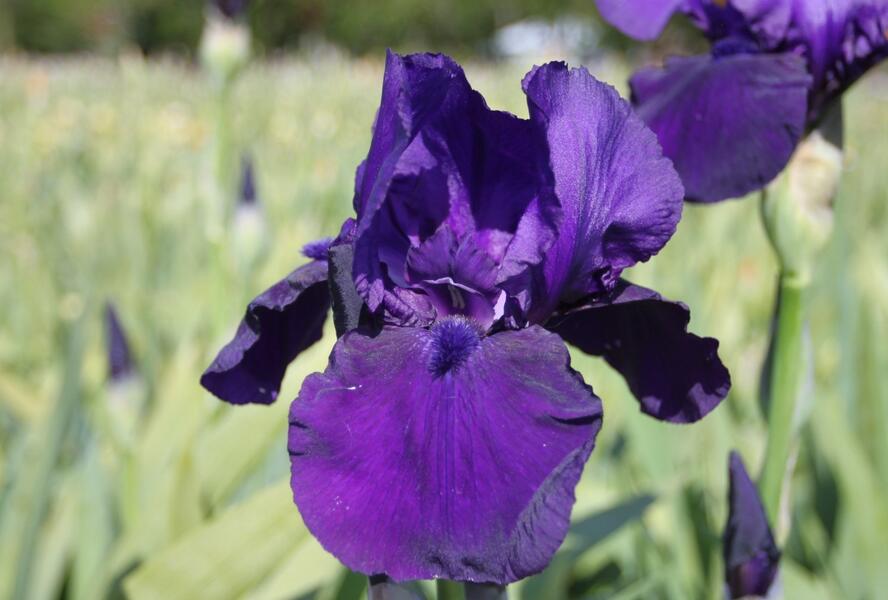 Kosatec německý 'Al Segno' - Iris barbata-elatior 'Al Segno'