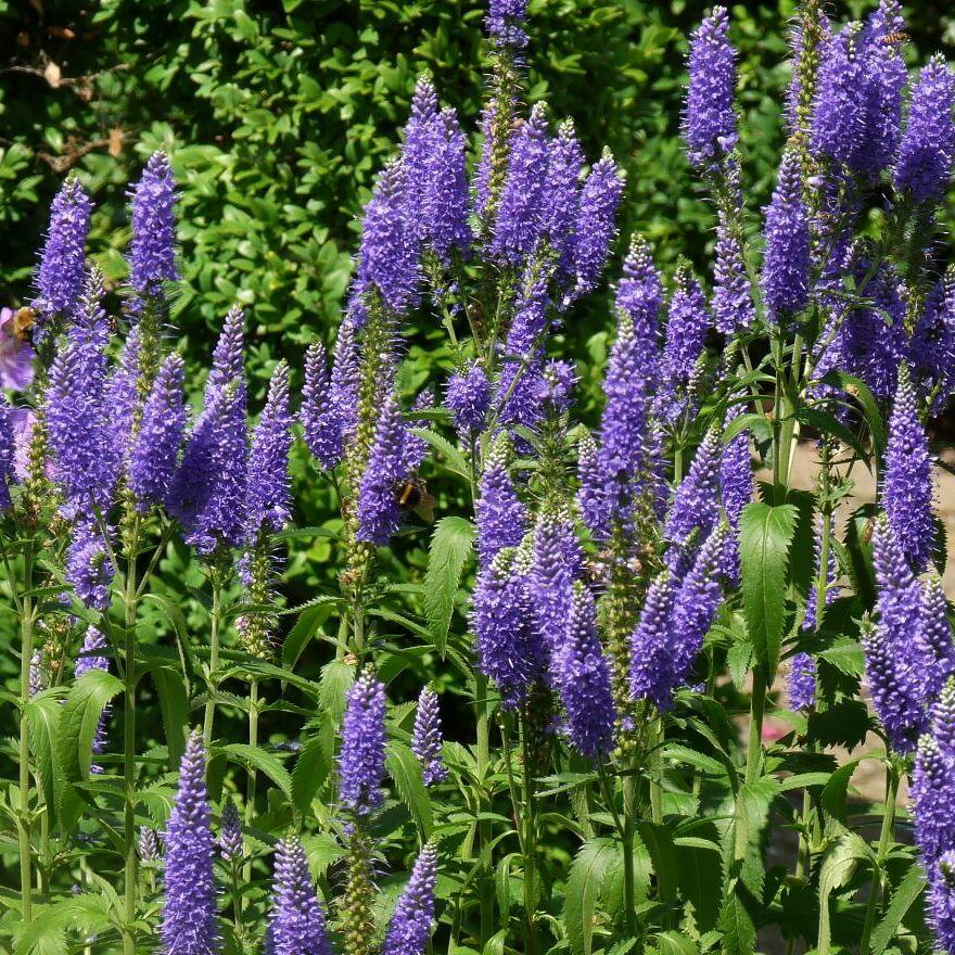 Rozrazil dlouholistý 'Blauriesin' - Veronica longifolia 'Blauriesin'
