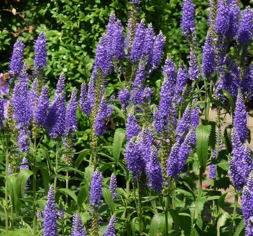 Rozrazil dlouholistý 'Blauriesin' - Veronica longifolia 'Blauriesin'