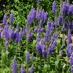 Rozrazil dlouholistý 'Blauriesin' - Veronica longifolia 'Blauriesin'