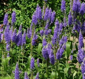 Rozrazil dlouholistý 'Blauriesin' - Veronica longifolia 'Blauriesin'