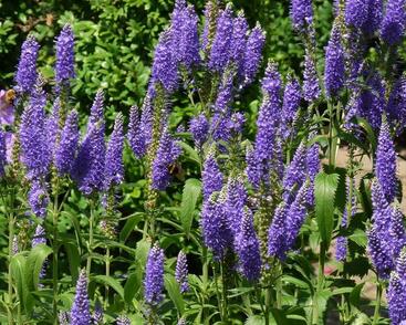 Rozrazil dlouholistý 'Blauriesin'