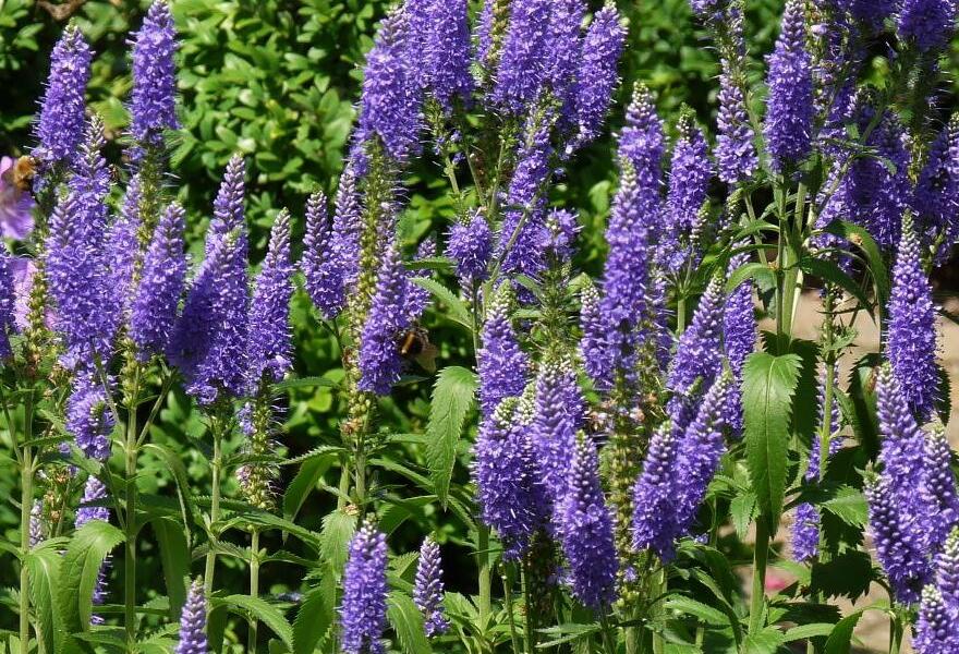 Rozrazil dlouholistý 'Blauriesin' - Veronica longifolia 'Blauriesin'