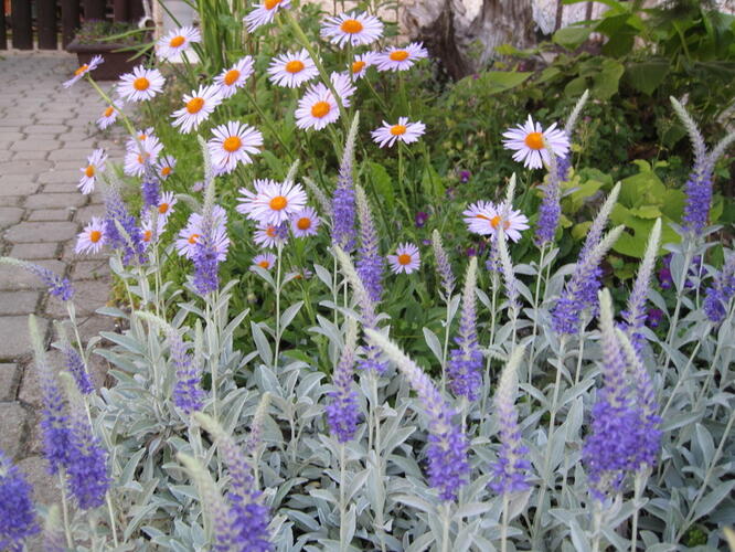 Rozrazil šedý 'Silberteppich' - Veronica incana 'Silberteppich'