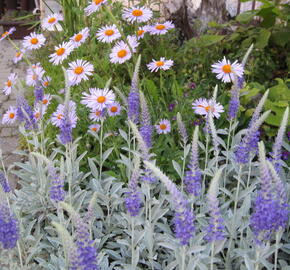 Rozrazil šedý 'Silberteppich' - Veronica incana 'Silberteppich'