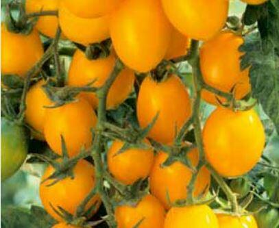 Rajče tyčkové 'Ildi' - rybízové - Lycopersicon esculentum 'Ildi'