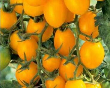 Rajče tyčkové rybízové 'Ildi' - rybízové