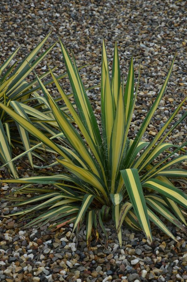 Juka vláknitá 'Color Guard' - Yucca filamentosa 'Color Guard'