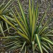 Juka vláknitá 'Color Guard' - Yucca filamentosa 'Color Guard'