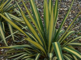 Juka vláknitá 'Color Guard' - Yucca filamentosa 'Color Guard'