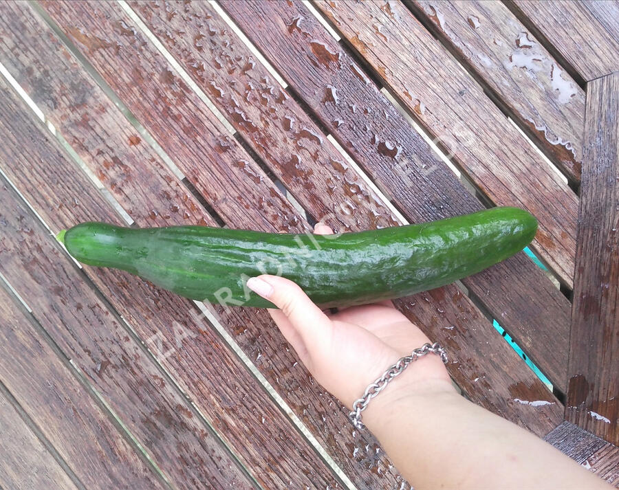 Okurka salátová skleníková 'Saladin' F1 - Cucumis sativus 'Saladin' F1