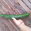 Okurka salátová skleníková 'Saladin F1' - Cucumis sativus 'Saladin F1'