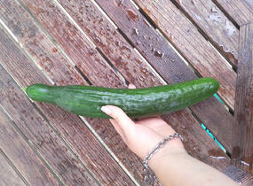 Okurka salátová skleníková 'Saladin' F1 - Cucumis sativus 'Saladin' F1