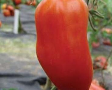 Rajče tyčkové 'Hugo' - paprikové