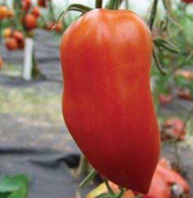 Rajče tyčkové 'Hugo' - paprikové - Lycopersicon esculentum 'Hugo'