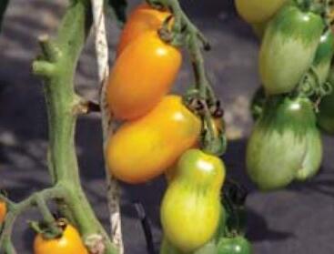 Rajče tyčkové 'Taiko'