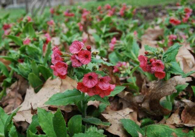 Plicník červený - Pulmonaria rubra