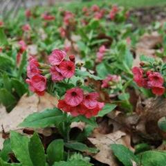 Plicník červený - Pulmonaria rubra