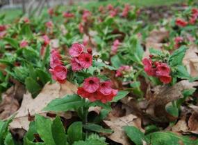 Plicník červený - Pulmonaria rubra
